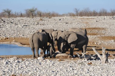 Namibya 'daki Etoşa safari parkındaki delikten fil içme suyu.