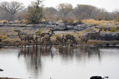 Su kuyusunda bir grup vahşi fil, Etoşa Ulusal Parkı, Namibya