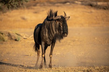Erkek vahşi antilop (chanochaes tachaetus) çölde, namibya 'da, Afrika' da.