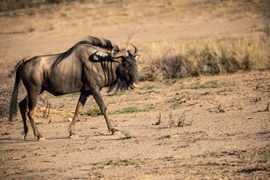 Vahşi Afrika zebrası bozkırda.