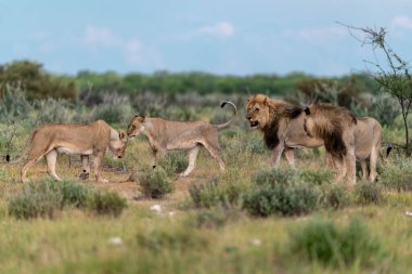Namibya, Afrika 'daki Etoşa Ulusal Parkı' nda bir grup vahşi aslan.