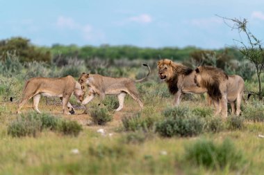Kenya savanındaki Afrika aslanları