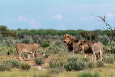 Afrika bozkırında yavrusu olan vahşi bir aslan ailesi.