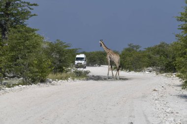 Afrika savanasında bir zürafa.