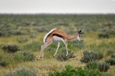 Çölde bir çift antilop, Etoşa Ulusal Parkı, Namibya, Afrika