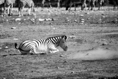 Afrika bozkırında zebra