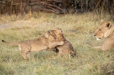 İki dişi aslan çimenlerde yavru köpekle oynuyorlar.