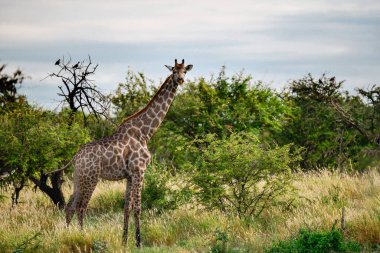 Zürafa camelopardalis Kenya 'daki ulusal parkta.