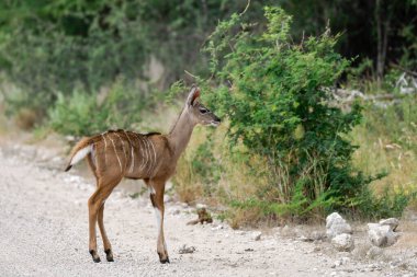 Vahşi Kudu (traaphaphus streeros), ulusal garroargue, provence, France parkında ormanda yürüyor.