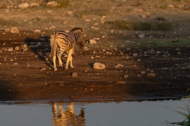 Namibya 'nın güneyindeki savanın ortasındaki su birikintisinden su içen bir zebra..