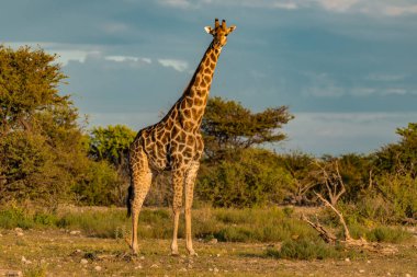 Zürafa Afrika 'da bir zürafa..