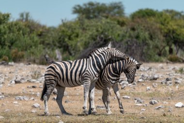 Etoşa Ulusal Parkı, Namibya 'da bir zebra