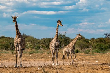 Kenya savanasında zürafalar