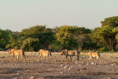 Savanadaki su birikintisinde bir grup Afrika fili.