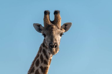 Afrika 'da bir safari bölgesinde zürafa.