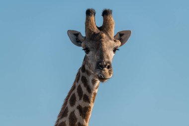 Afrika 'nın güneyindeki Kruger Ulusal Parkı' nda yetişkin bir erkek zürafa.