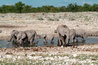 Etoşa 'daki su birikintisinde Afrika filleri.