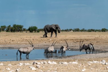 Yasa içinde Afrika filleri