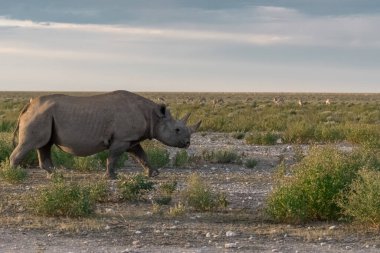 Gergedanlar vahşi doğada, Güney Afrika 'da. Doğa habitatı, vahşi yaşam