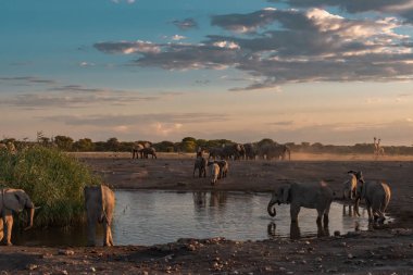 Afrika çalı filleri güneş batarken Güney Afrika 'daki Kruger Ulusal Parkı' nda