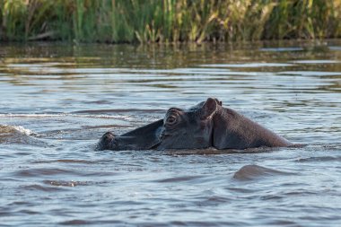 Kruger Park 'taki su aygırı