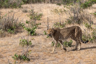 Etoşa, Namibya 'da çalıların arasında yürüyen leopar.