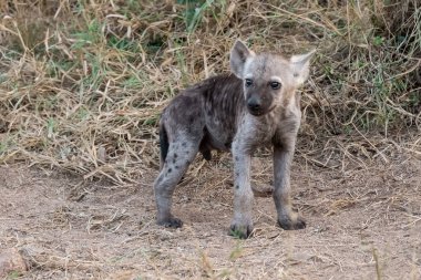 Kruger Ulusal Parkı, Güney Afrika 'daki sırtlan; Hyhyta Ailesi, Hyaena Ailesi, Hya