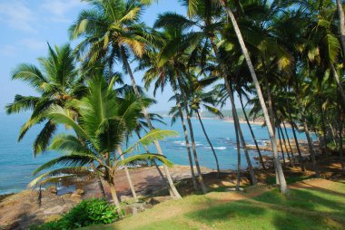 Sahilde palmiye ağaçları, goa, Hindistan