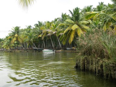 Nehirdeki palmiye ağaçları Hint ormanlarında, kerala.