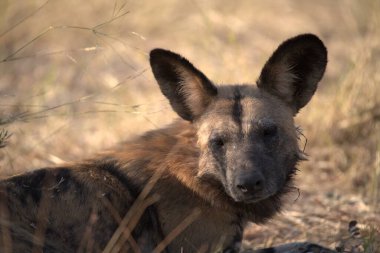 Ormandaki köpek
