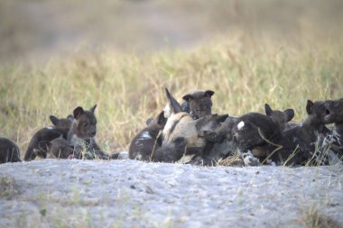 Afrika 'daki aslanlar (panthera tidus)