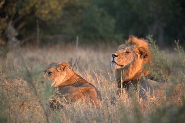 Güney Afrika 'daki Kruger parkında iki aslan var..