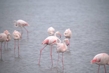 Parktaki gölde flamingolar