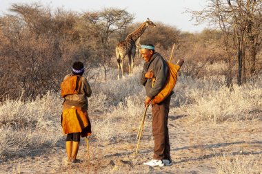 Afrikalı üç kişilik bir aile. Afrika savanasında yürüyen büyük bir sırt çantalı Afrika filleri..
