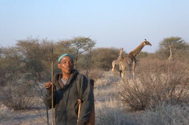 Afrika fili Kenya bozkırında