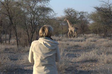 Kadın ve erkek zürafa safari parkında