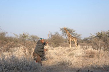 Etoşa Ulusal Parkı 'nda Afrika fili