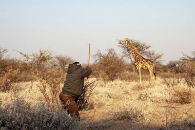 Afrika safari parkındaki kuru otlarla beslenen erkek zürafa.