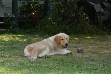 Parktaki köpek