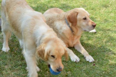 Çimenlerde oynayan Golden Retriever