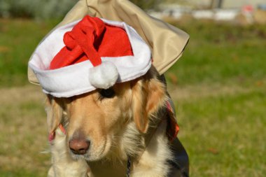 Golden retriever köpeği olan Noel Baba köpeği.