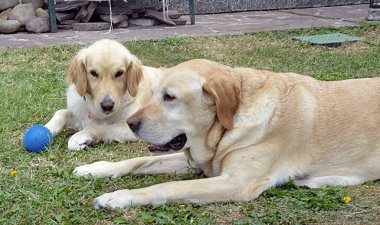 Golden retriever 'ın portresi