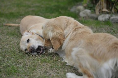 Köpek bahçede Golden Retriever ile oynuyor.
