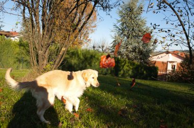 Köpek bahçede topla oynuyor.