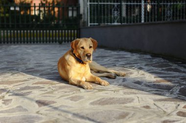 Parktaki köpek