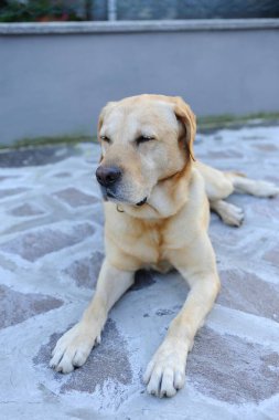 Köpek yerde uyuyor.