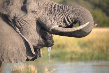 Güney Afrika 'daki Kruger Ulusal Parkı' nda fil içme suyu