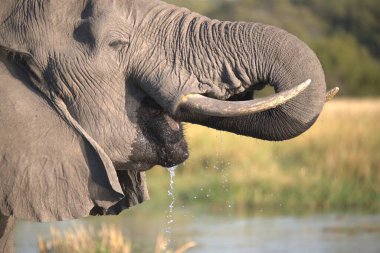 Afrika fili, Loxodonta Africana, Chobe Ulusal Parkı, Botswana, Afrika 'da içme suyu