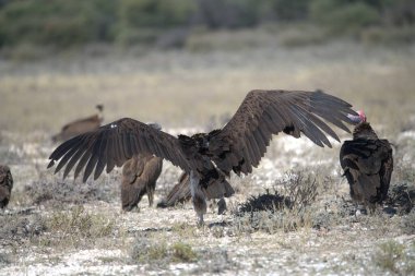 Afrika 'nın vahşi ortamında kara akbaba
