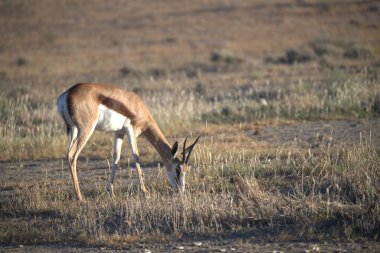 Kırmızı kuyruklu geyik (cervus elelelus) Kuzey Dakota ulusal parkında doğal bir yaşam alanında,